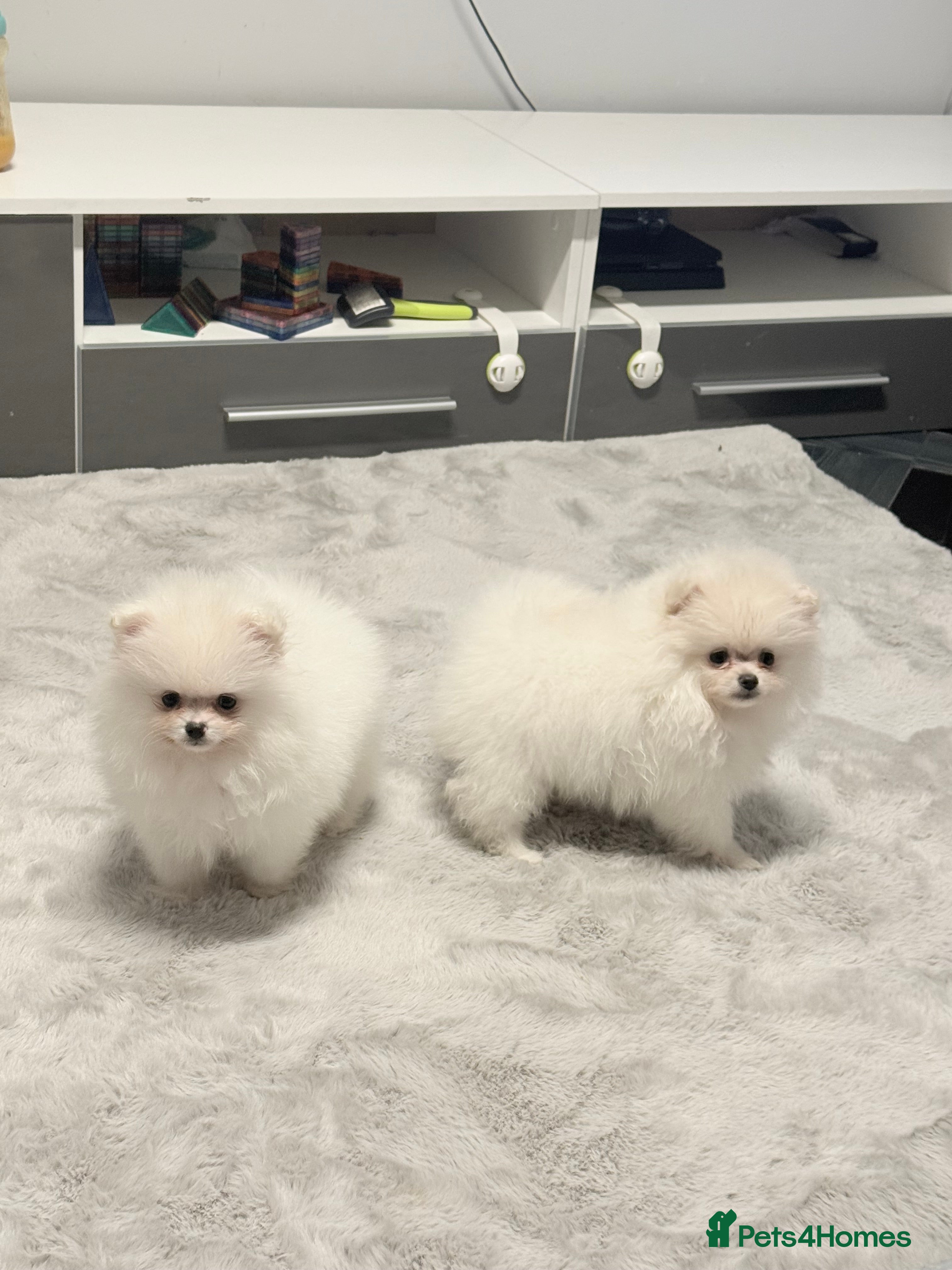Pomeranian dogs Super cute white KC teddy bears  - Advert 11