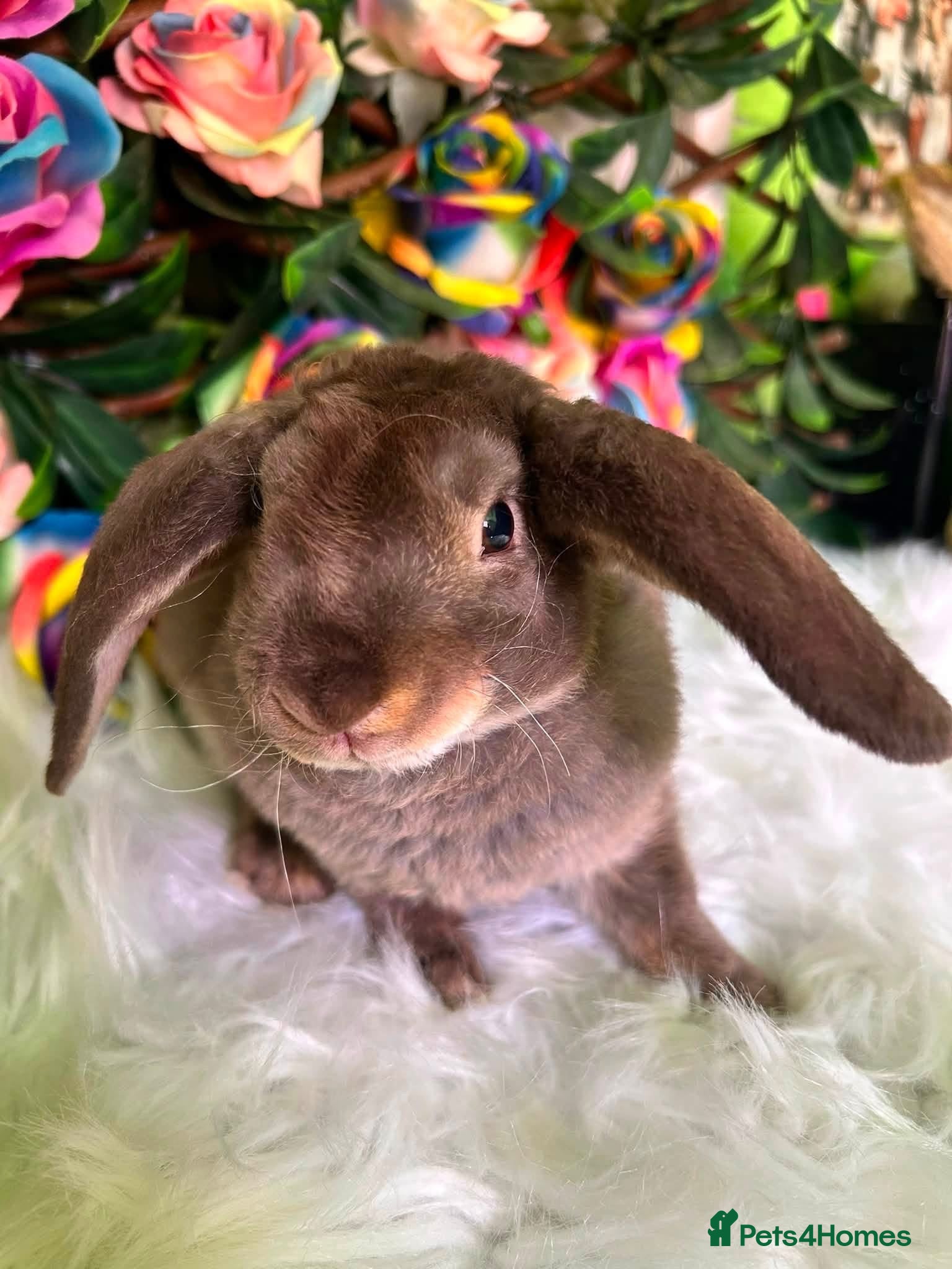 Mini Lop rabbits 🦋 Mini plush lop Babys 🦋 - Advert 2