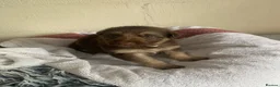 German Shepherd dogs for sale: German Shepherd puppies – Kennel Club registered - Advert 11