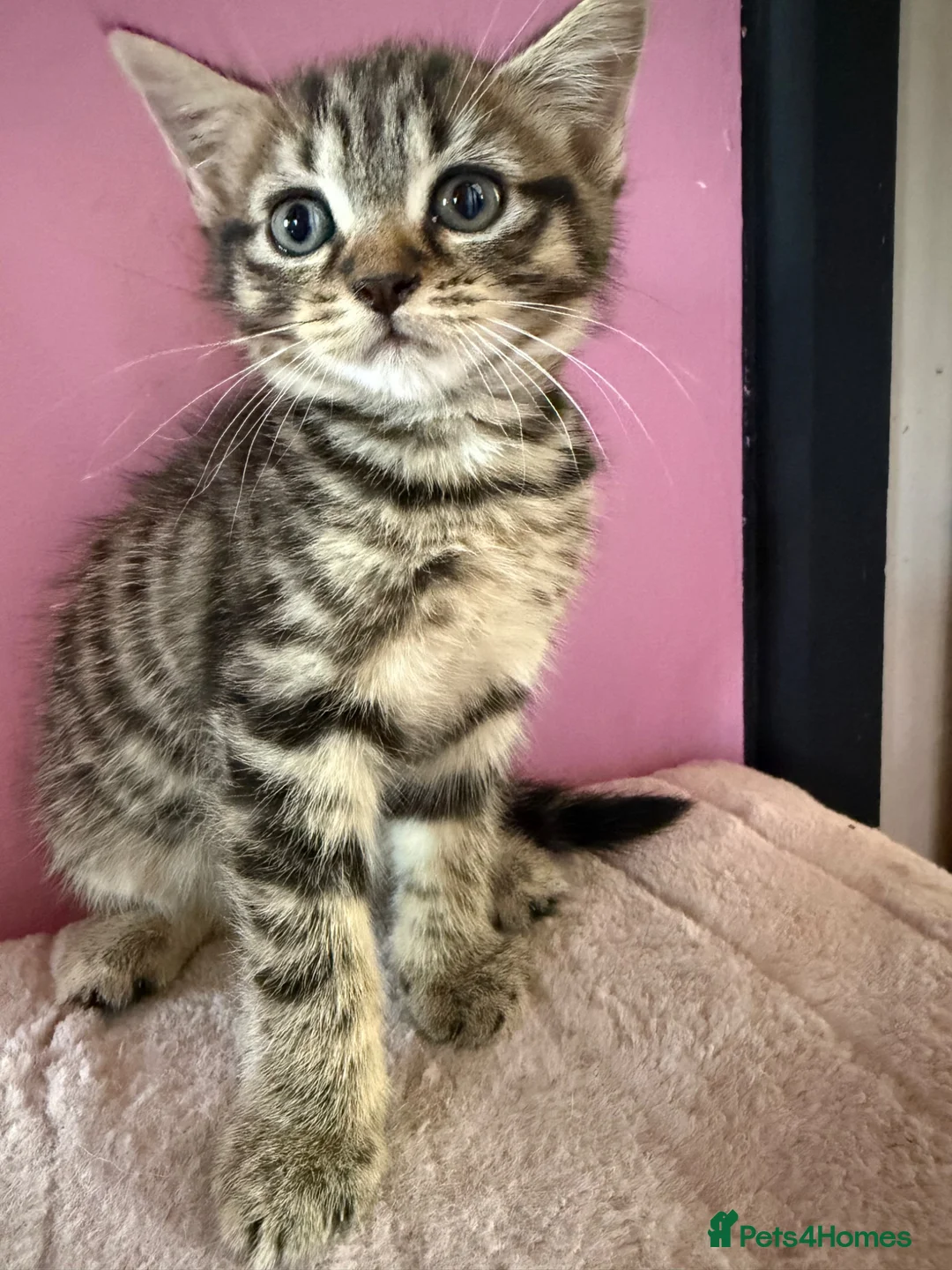 Mixed Breed cats for sale: Beautiful 9 week old kittens  - Advert 1