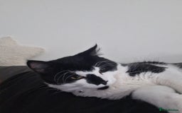 British Longhair cats for sale: Maximus  - Image 1