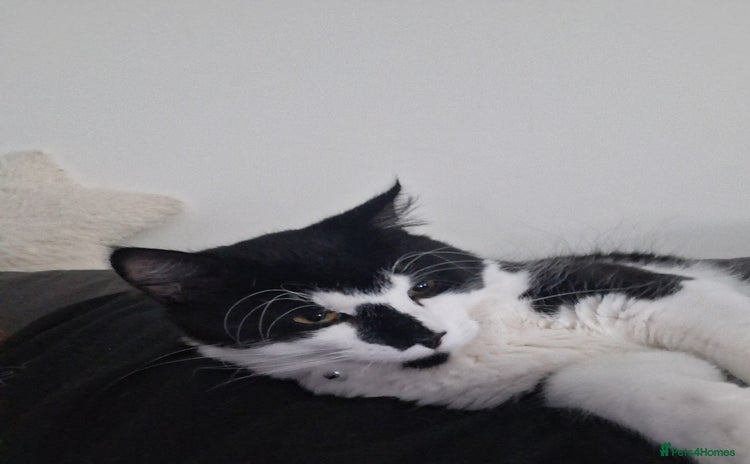 British Longhair cats - Advert 15