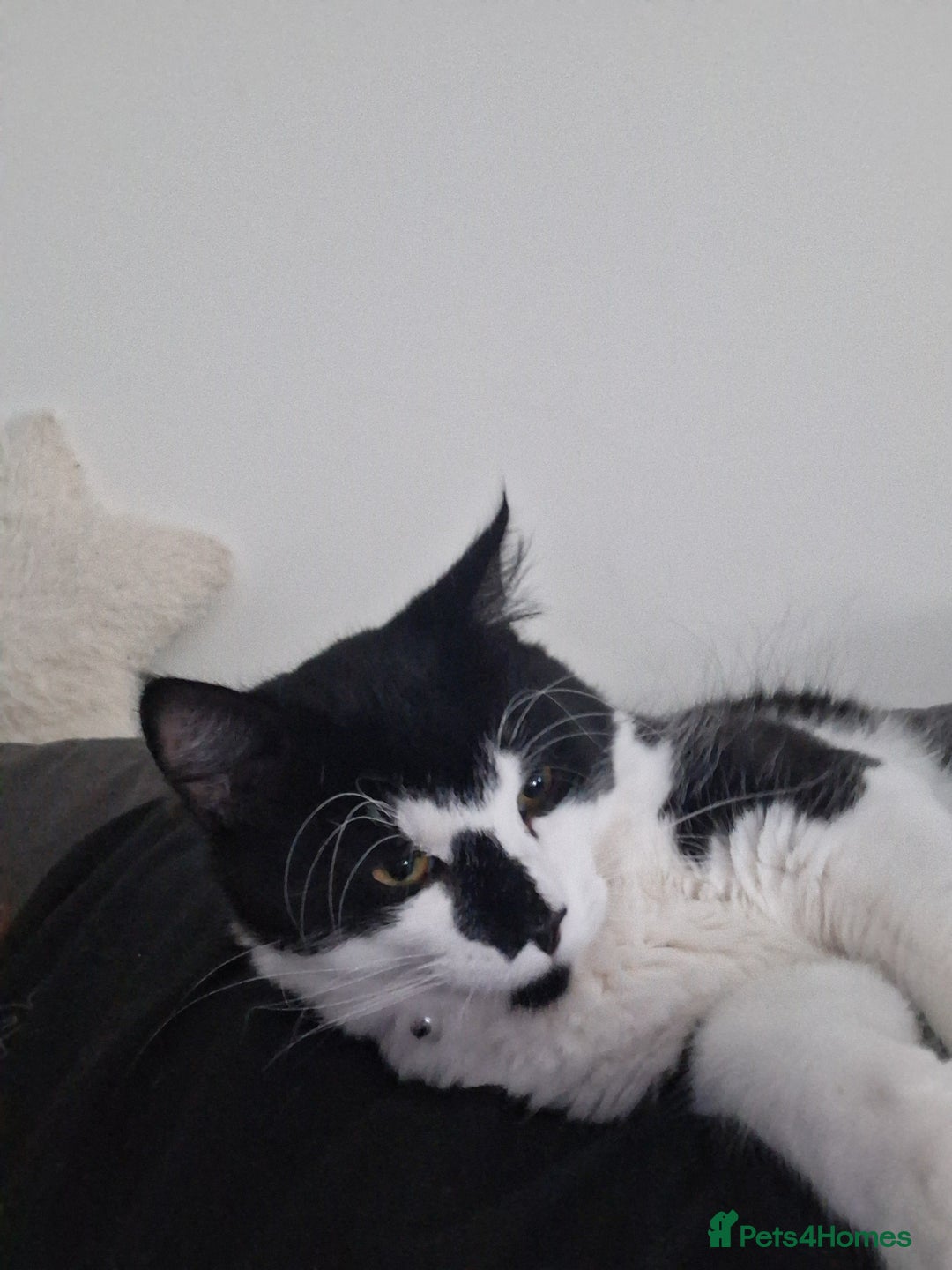 British Longhair cats for sale: Maximus  - Image 1