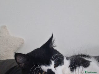 British Longhair cats for sale - Advert 1