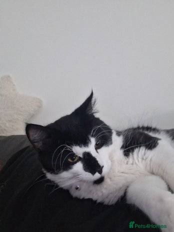 British Longhair cats - Advert 1