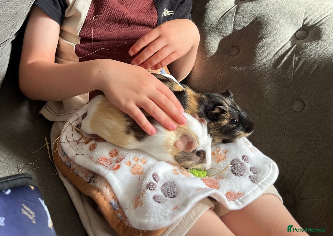 Guinea Pig rodents for sale: Bonded sister Guinea pigs  - Image 4