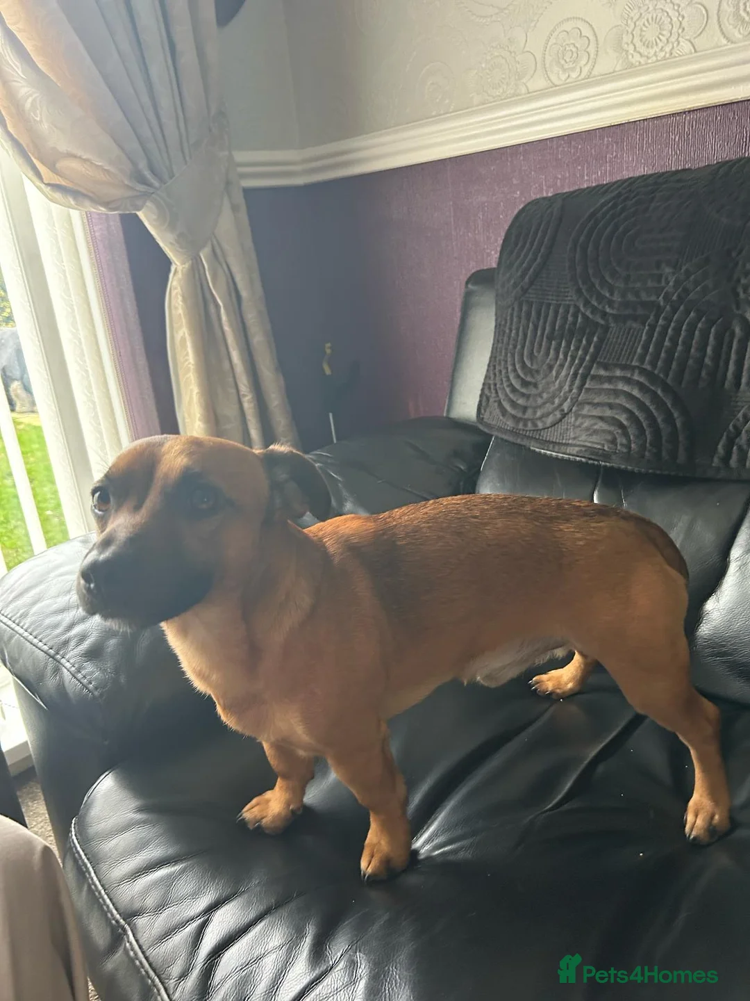 Jack Russell dogs for stud: Rusty stunning Jack Russell available for Stud in Sheffield - Advert 3
