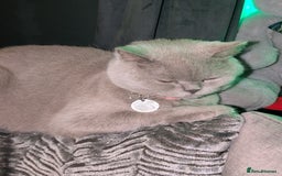 British Shorthair cats for sale: British shorthair cat - Image 9