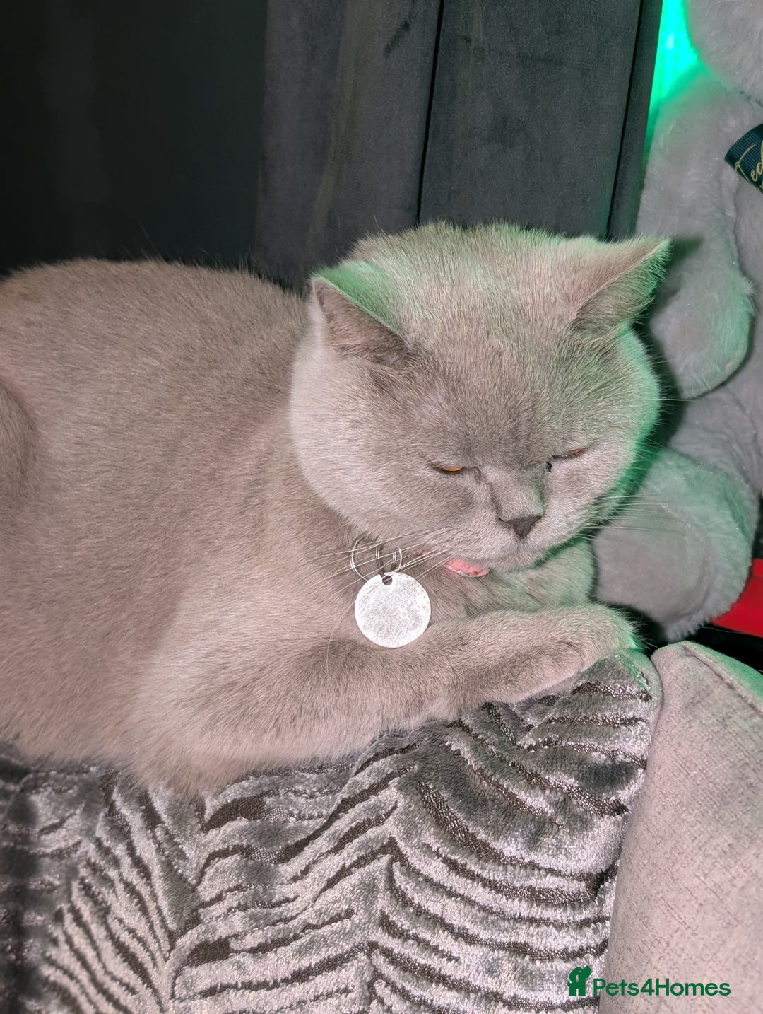 British Shorthair cats for sale: British shorthair cat - Image 9