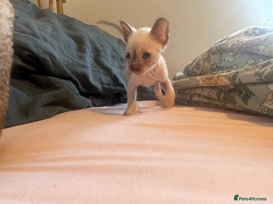 Cornish Rex cats for sale: Cornish Rex boys x2  - Image 5