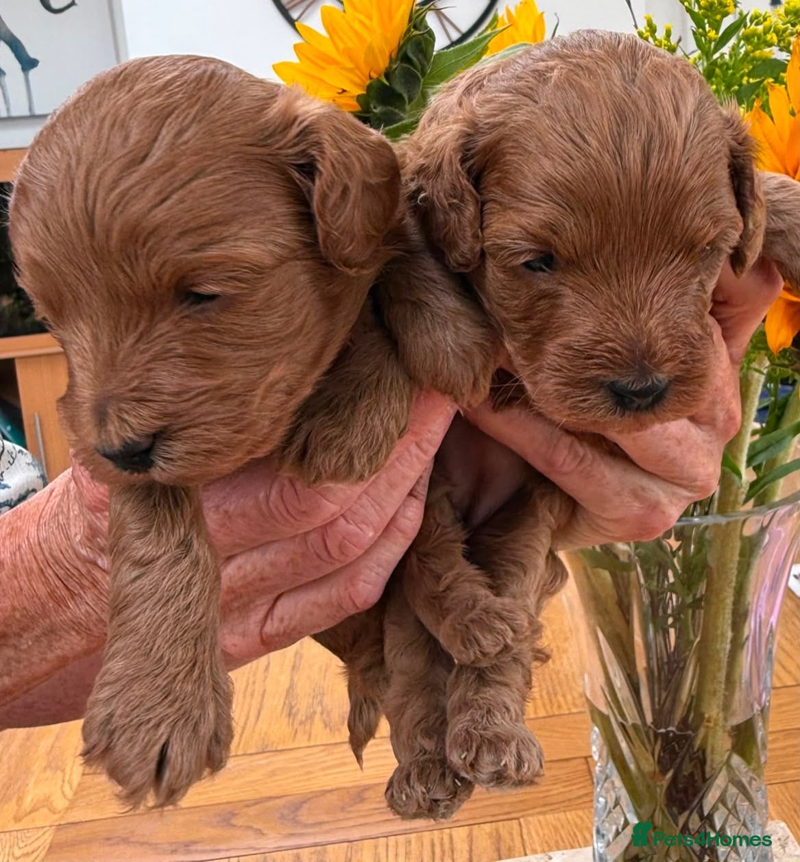 Mixed Breed dogs 🌟 Stunning F1b Cavapoo Puppies For Sale 🌟 - Advert 2