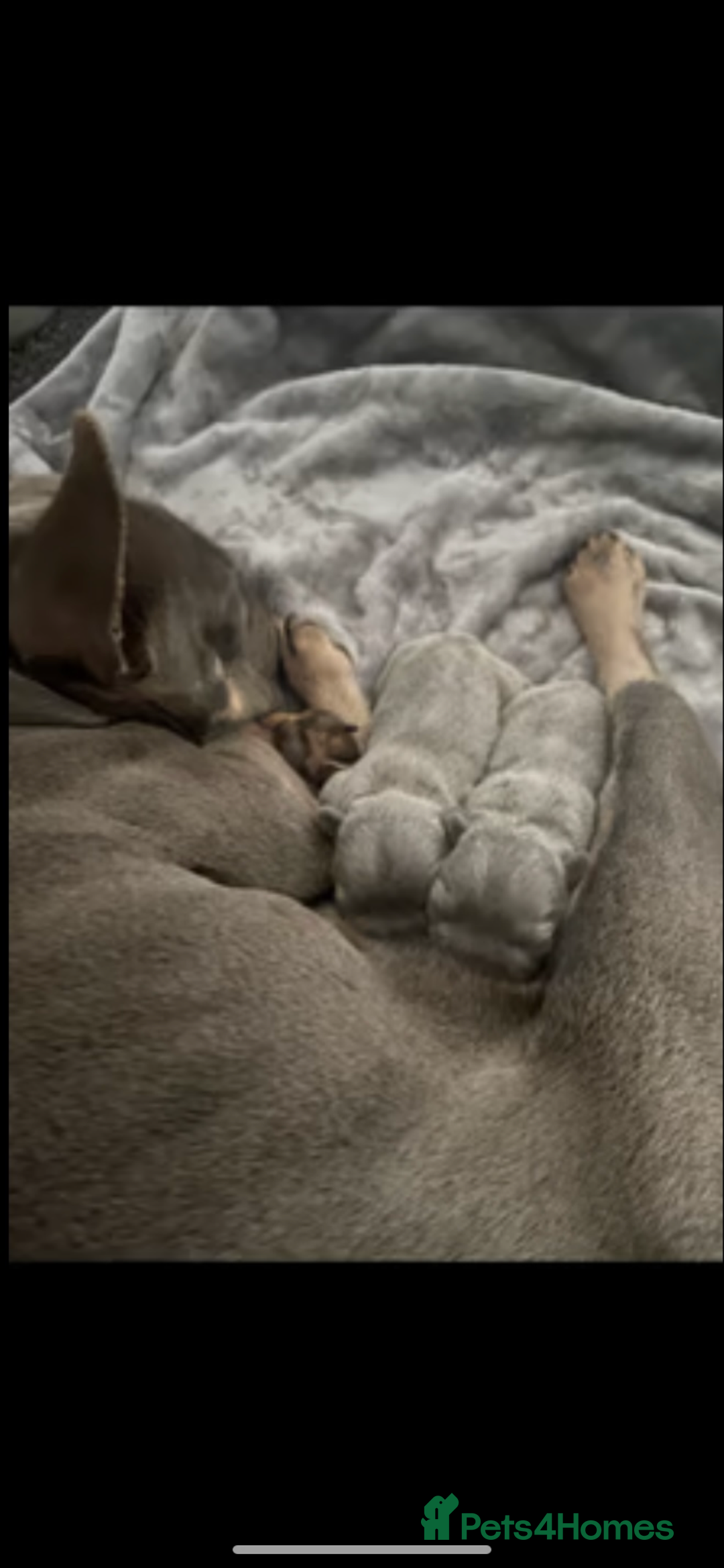 French Bulldog dogs for sale: Lilac and tan flight carrier male  - Image 6