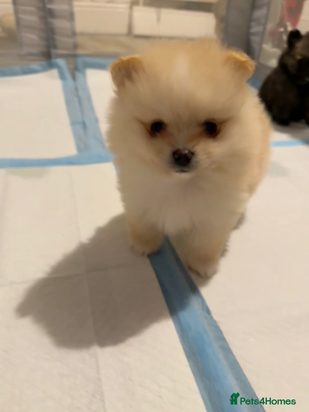 Pomeranian dogs for sale: Pomeranian puppies  - Advert 6