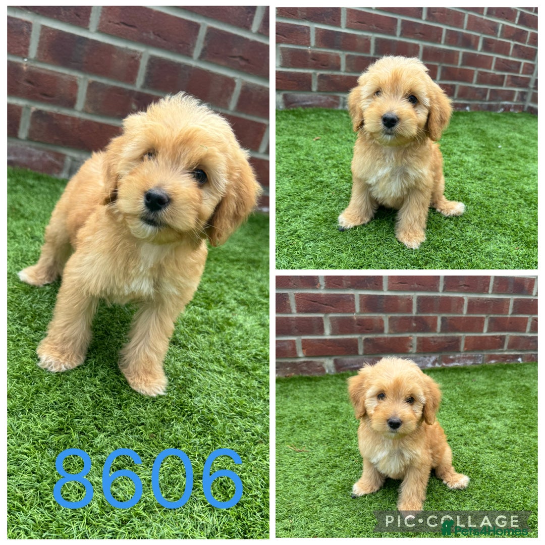 Cockapoo dogs for sale: Beautiful F1 TOY Cockapoos - Image 6