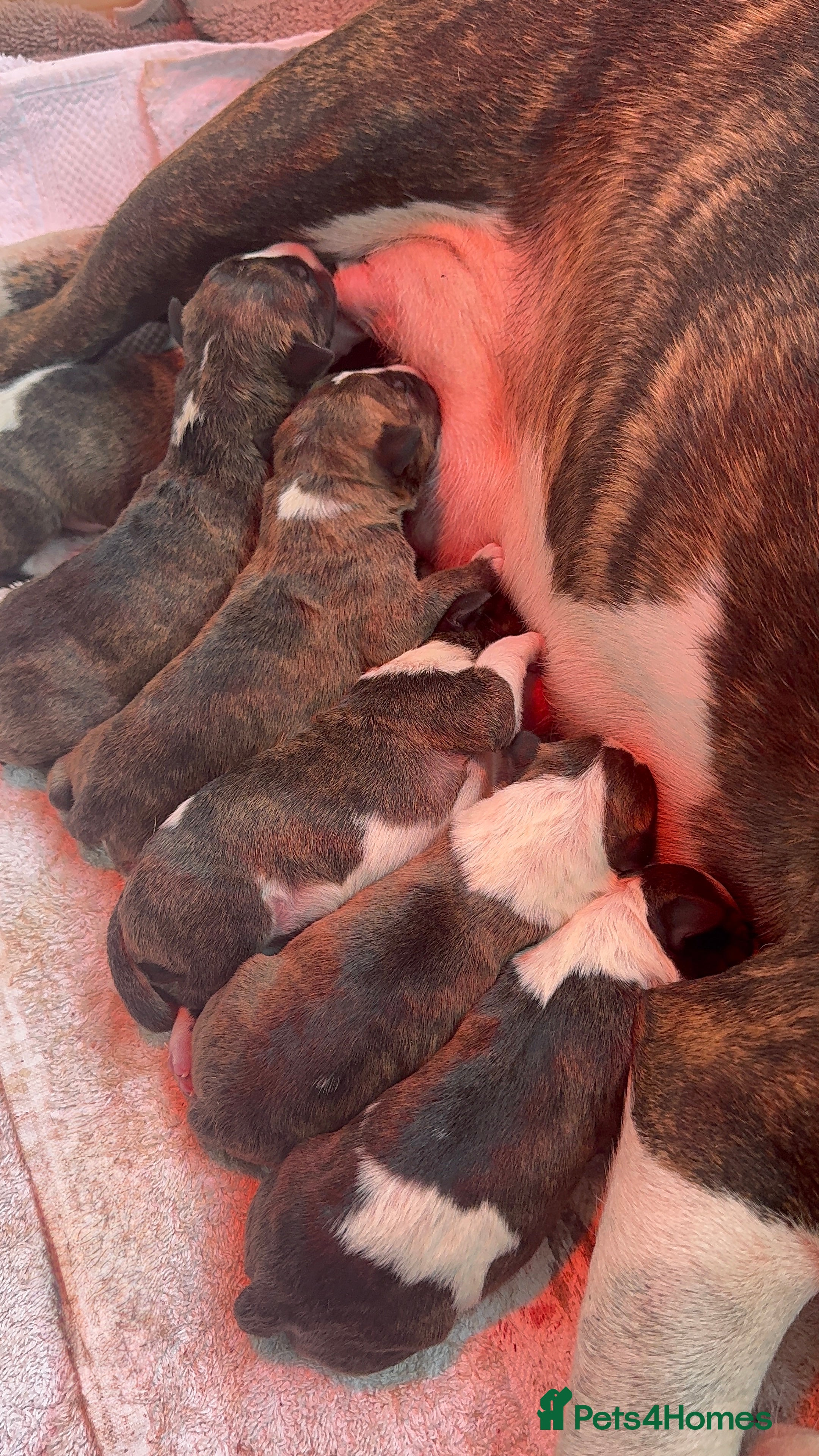 English Bull Terrier dogs Champion Bloodline English Bullterrier Puppies  - Advert 12