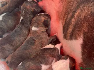 English Bull Terrier dogs Champion Bloodline English Bullterrier Puppies - Advert 12