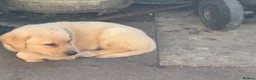 Labrador Retriever dogs for sale: Beautiful litter of mixed puppies  - Advert 6