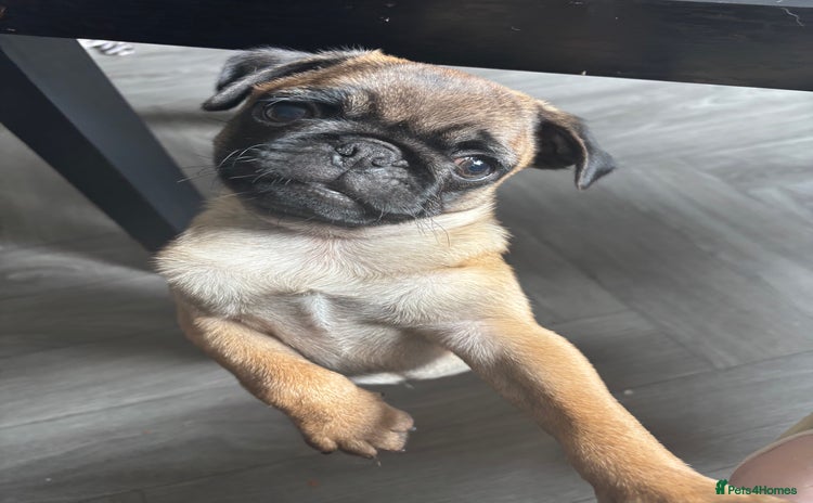 Pug dogs - Advert 2