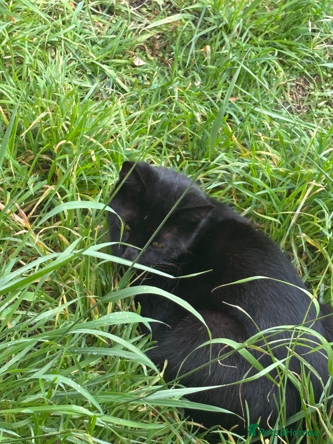 Mixed Breed cats for sale: Three cats for sale  - Image 8