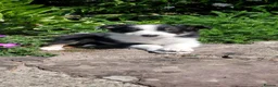 Border Collie dogs for sale: 4 Border Collie Puppies  - Advert 8