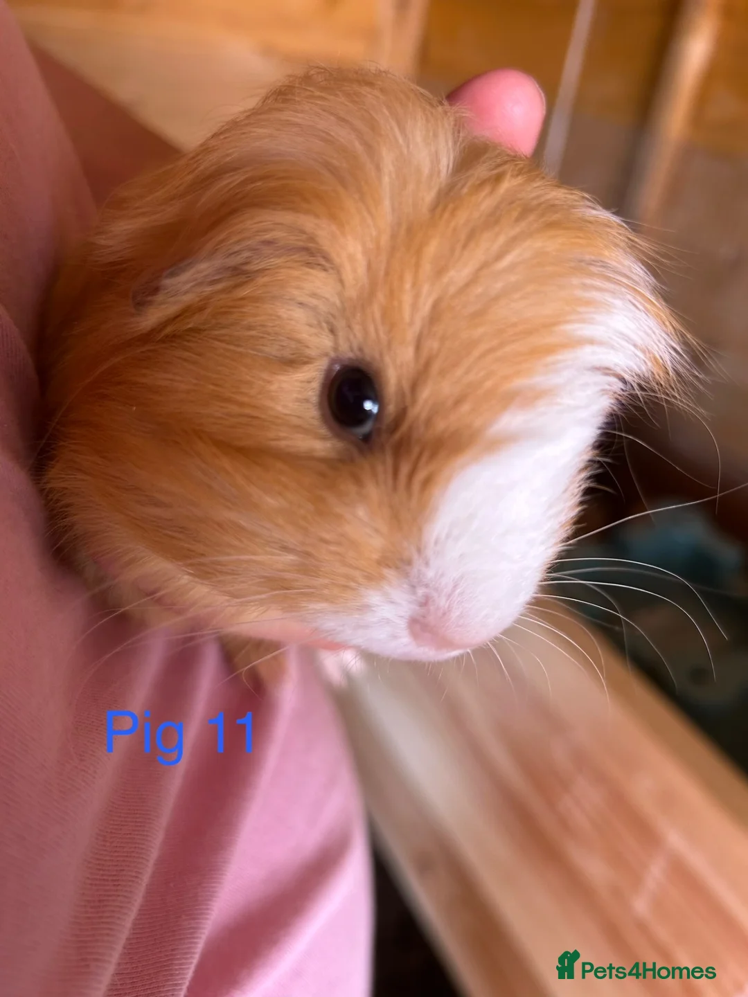 Guinea Pig rodents for sale: Guinea pig babies  in Yeovil - Advert 21