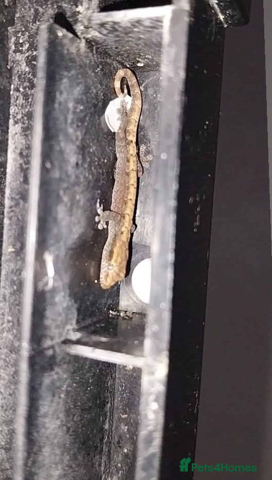 Gecko reptiles for sale: Mourning geckos. - Advert 28