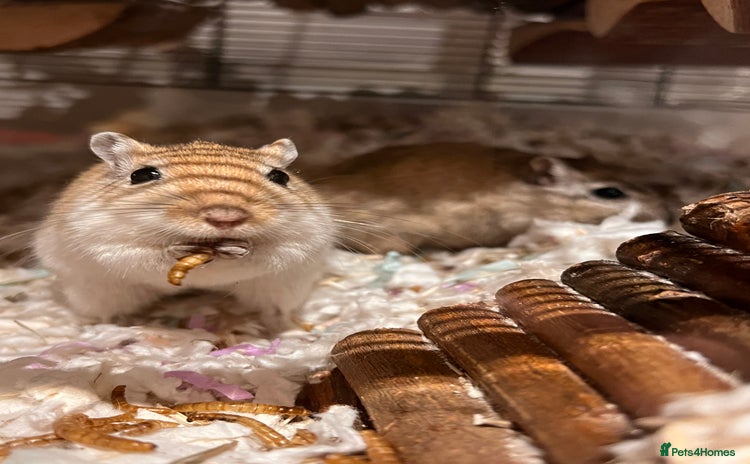 Gerbil rodents - Advert 1