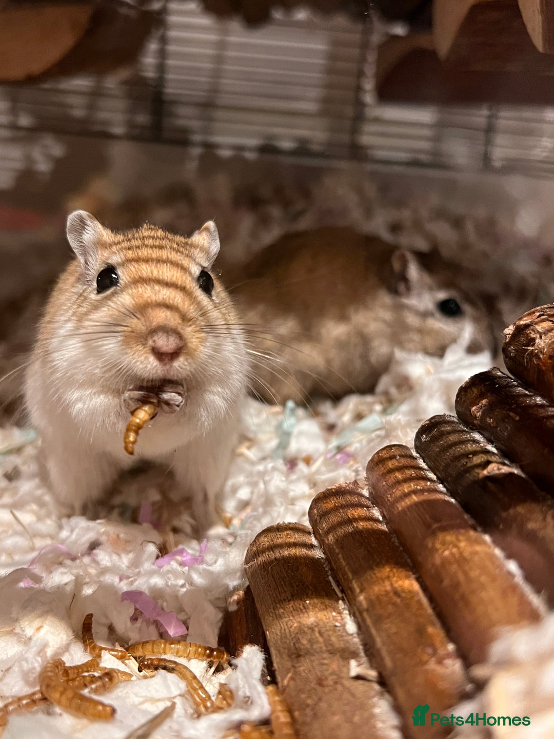 Gerbil rodents for sale: 6 Months Male Gerbils w/ Skyline Falco 80  + more - Image 1
