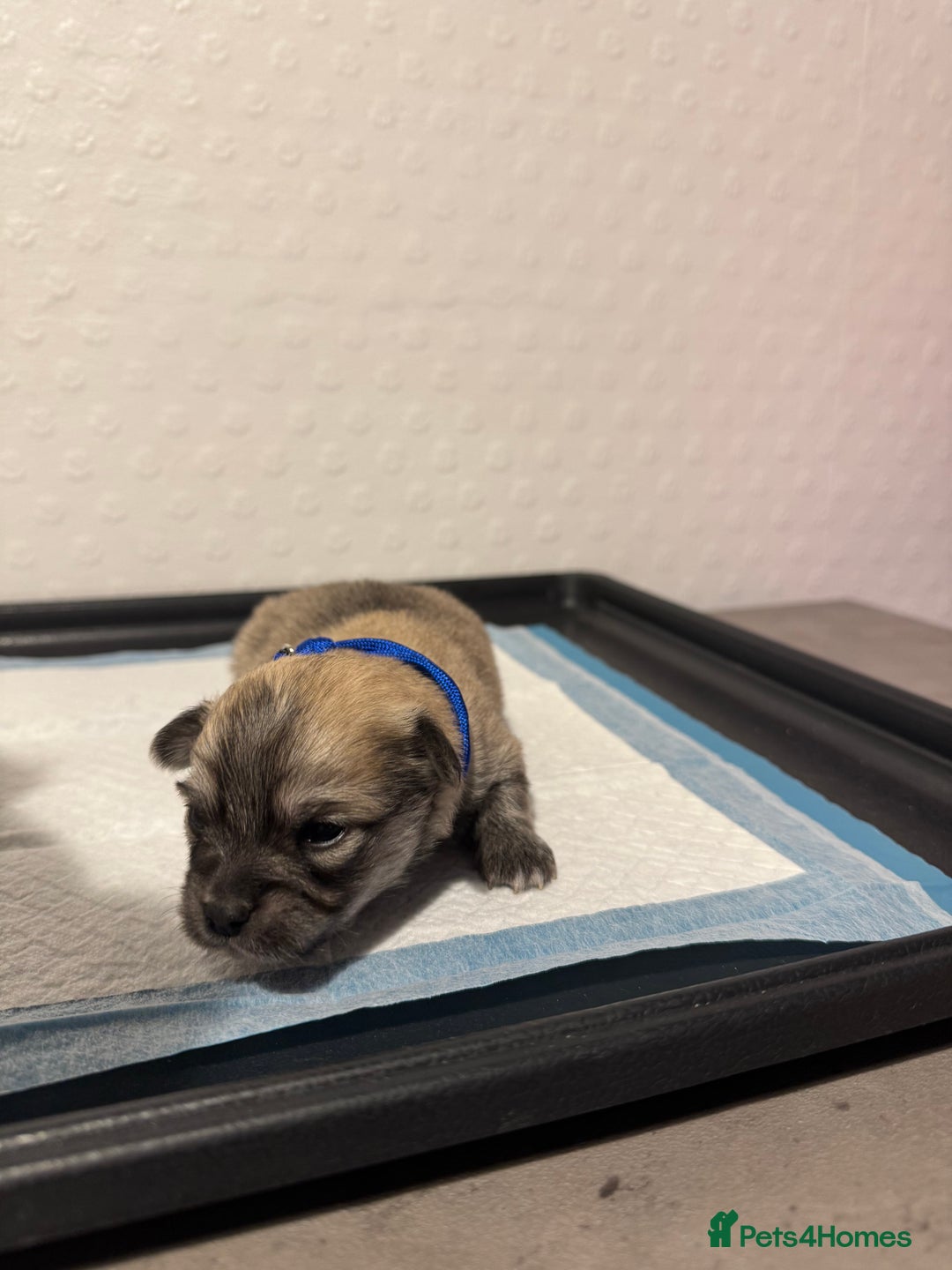 Chiweenie dogs for sale: 5 Beautiful Chiweenie Puppies - Image 5