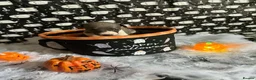 Whippet dogs for sale: Pedigree whippet puppies  in Crook - Advert 9