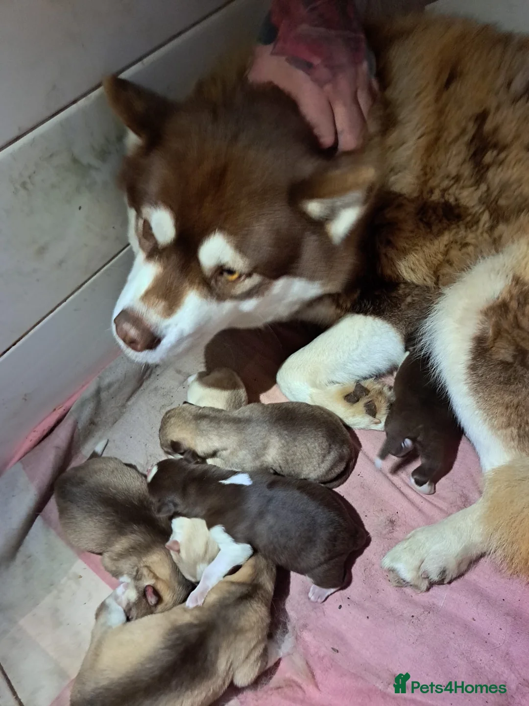 Siberian Husky dogs for sale: 🐾 RARE Husky Puppies–Ready for Their New Homes 🐾 - Advert 1