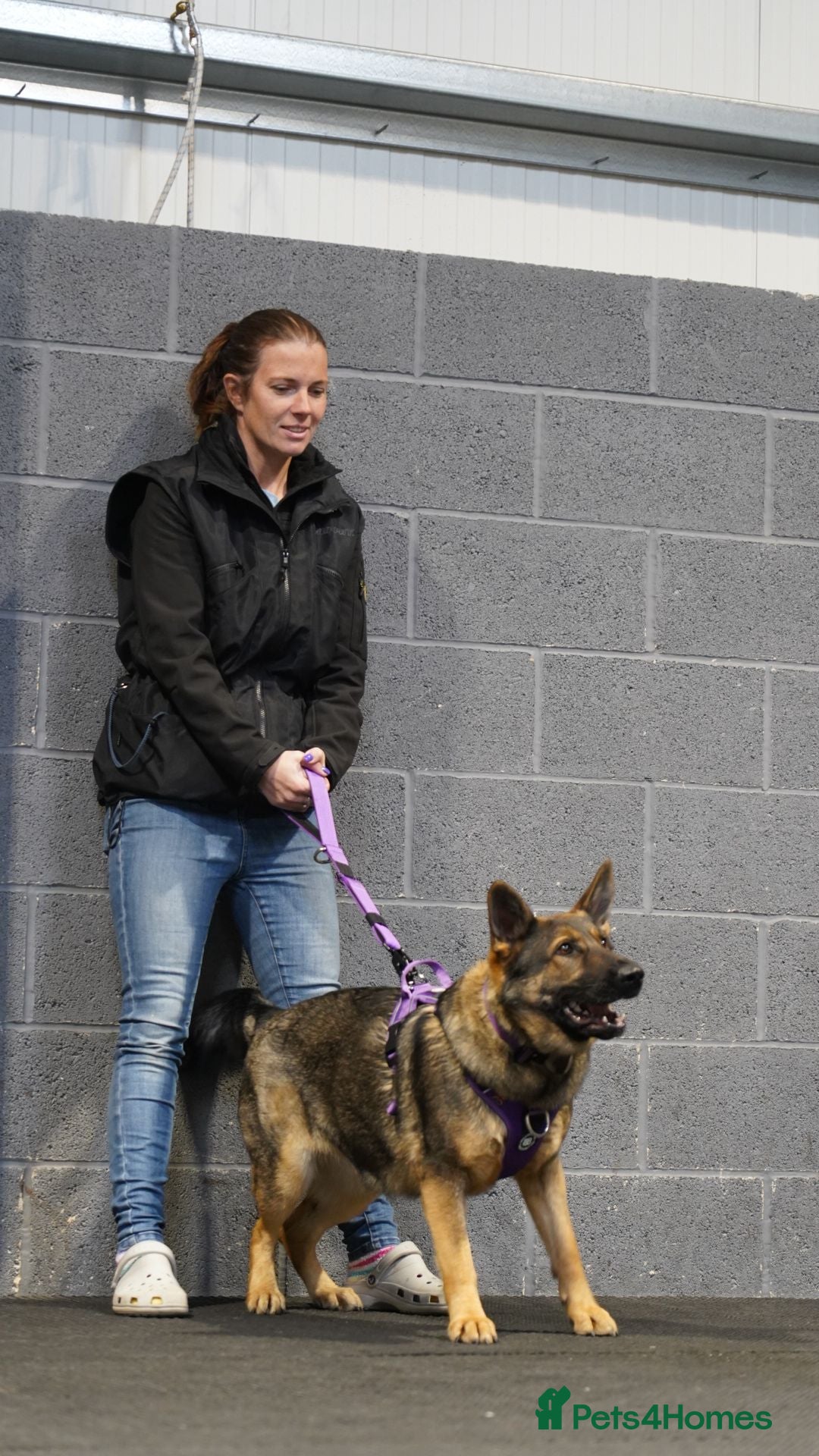 German Shepherd dogs for sale: Guard dog  - Advert 19