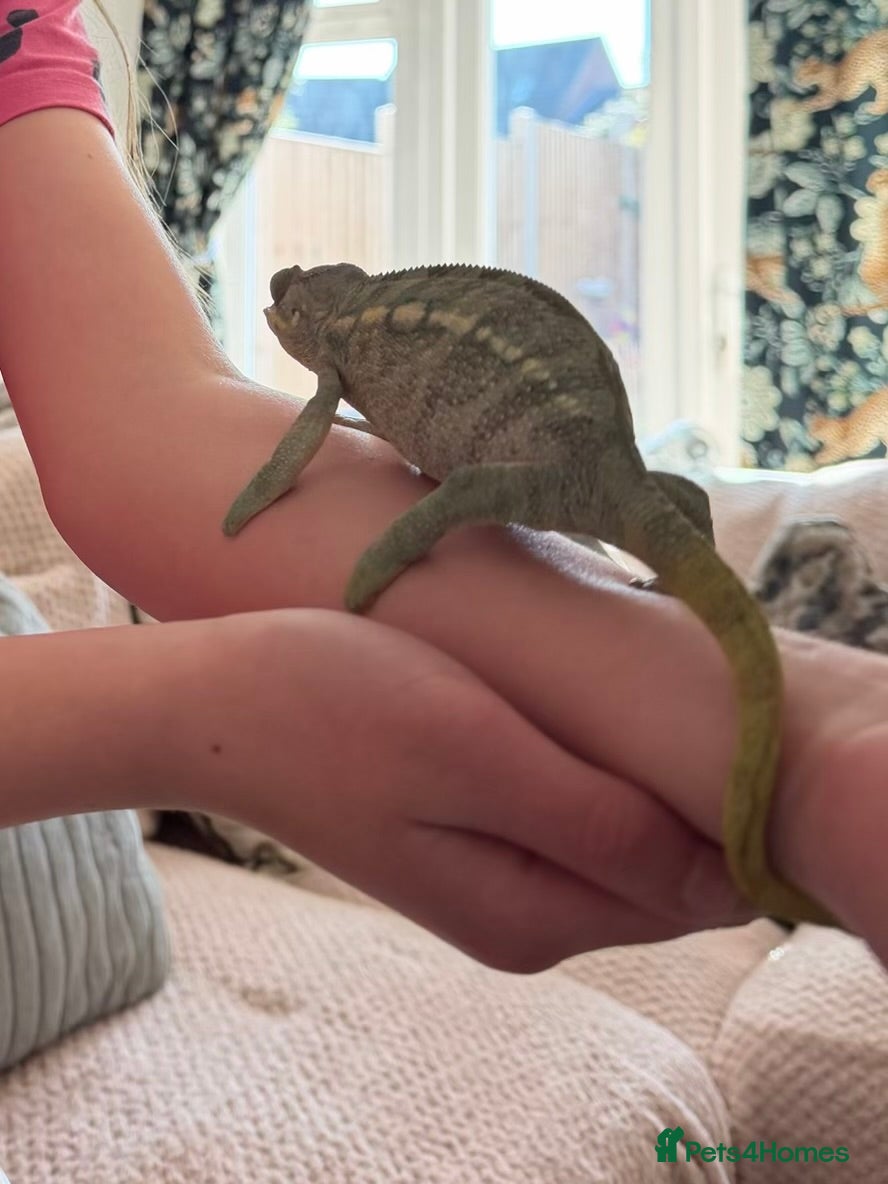 Chameleon reptiles Panther chameleon female - Advert 5