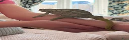 Chameleon reptiles for sale: Panther chameleon female - Advert 1