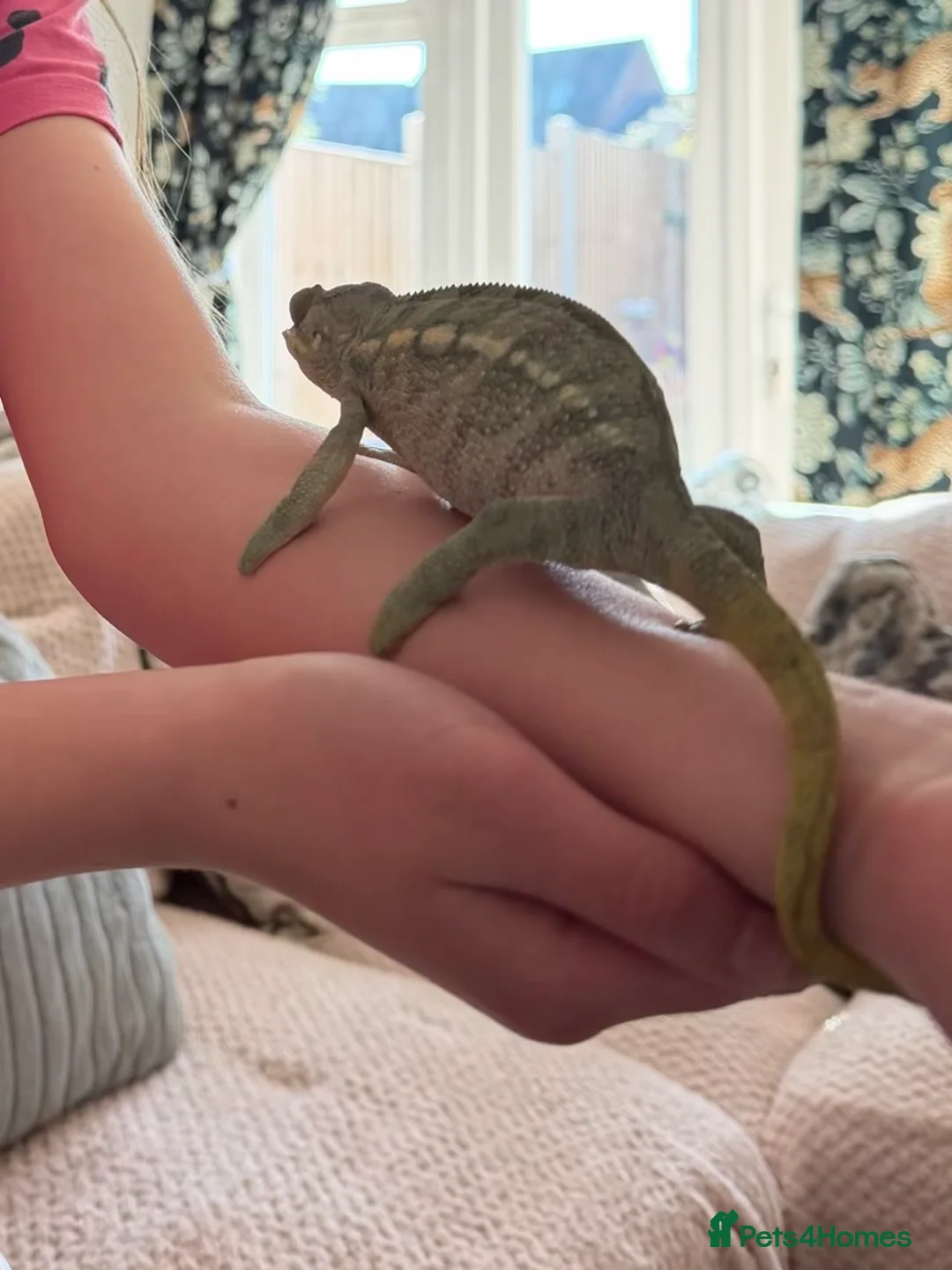 Chameleon reptiles for sale: Panther chameleon female - Advert 1