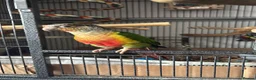 Conures birds for sale: Green cheeked conure  - Advert 13
