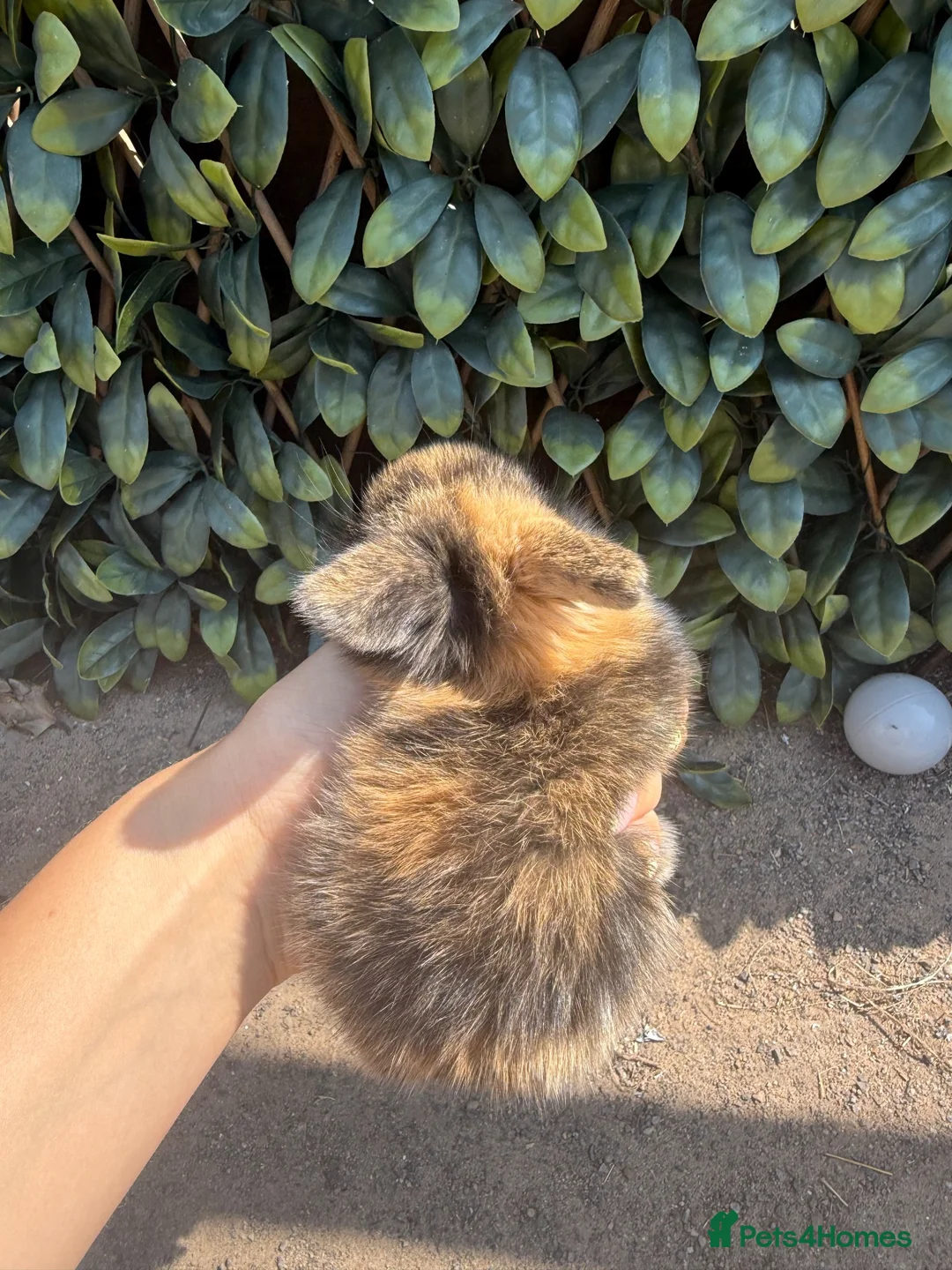 Mini Lop rabbits for sale: Mini Lop Bunnies for sale - Advert 9