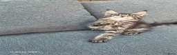 Maine Coon cats for sale: Licensed breeder-maine coon  - Advert 13