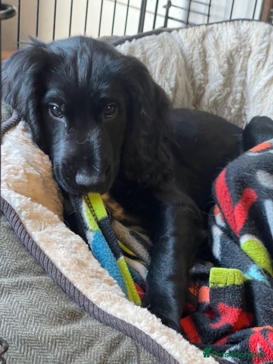 Cocker Spaniel dogs for sale: working cocker spaniel puppy for sale - Advert 21