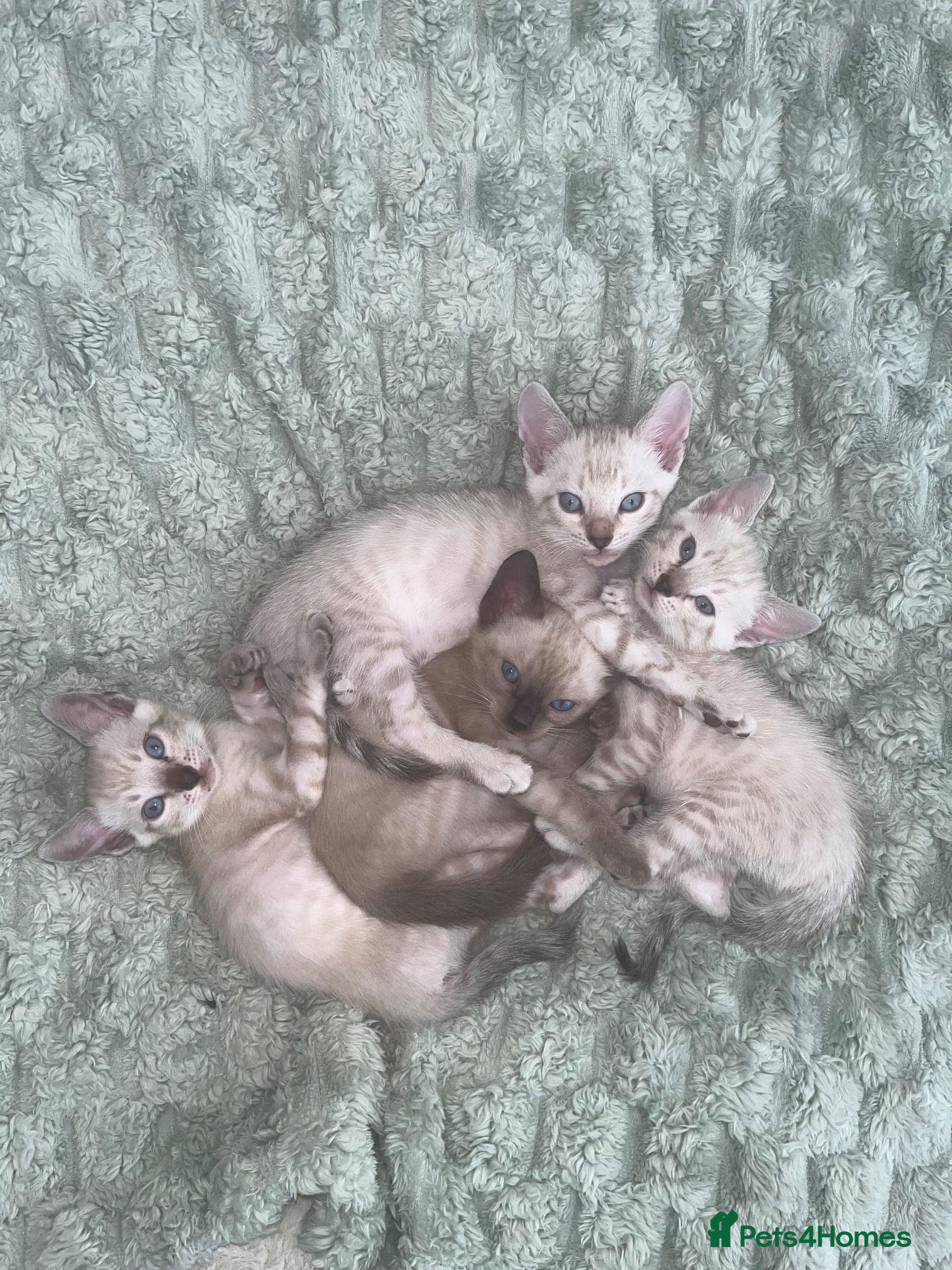 Bengal cats Stunning Snow Bengal Kittens For Sale - Advert 18