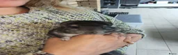 Chinchilla rodents for sale: Baby Grey Chinchilla - 1 male 1 female - Advert 6