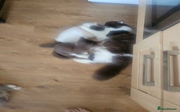 British Longhair cats for sale: British shorthair and longhair  - Image 4