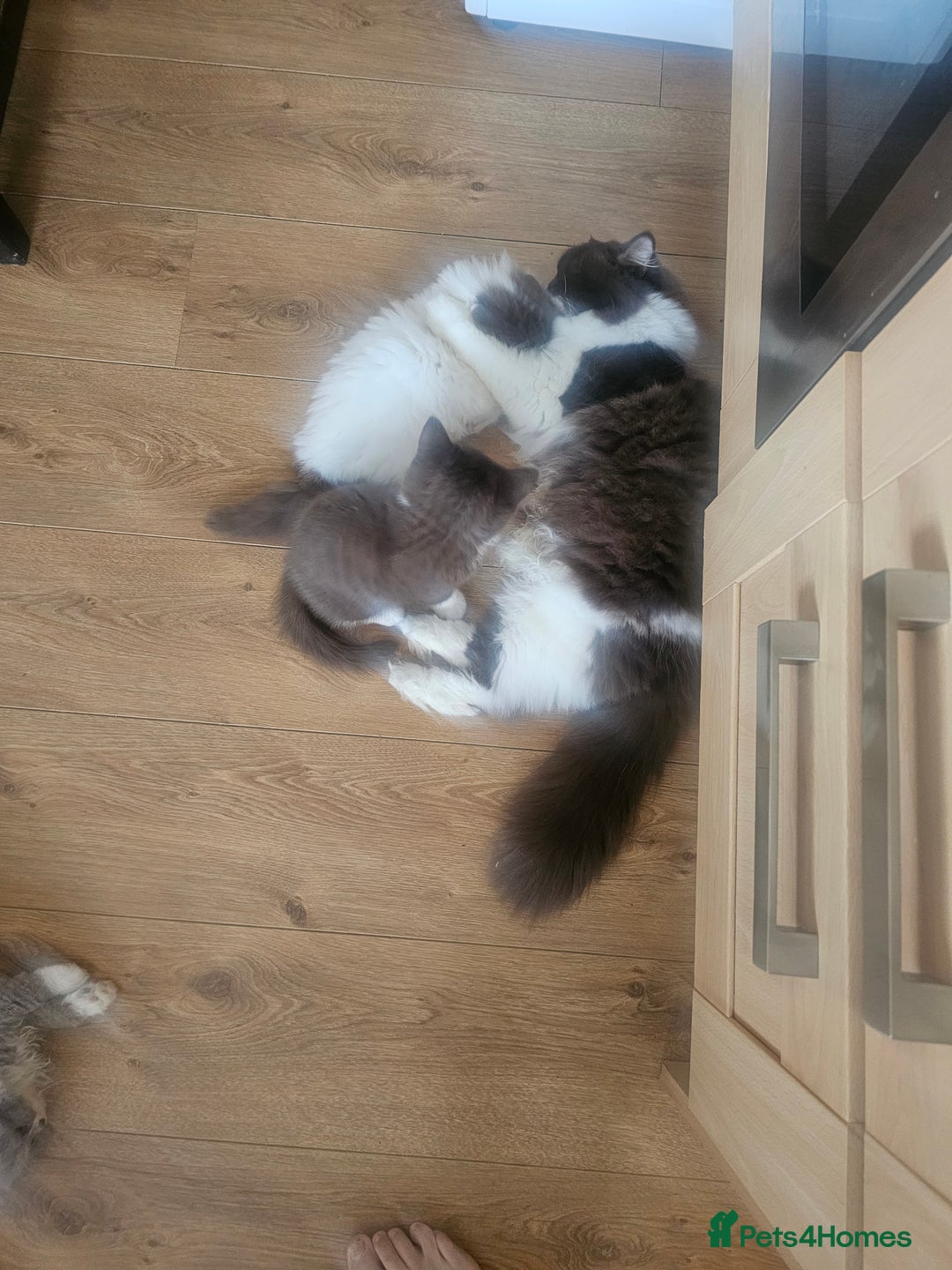 British Longhair cats for sale: British shorthair and longhair  - Image 4