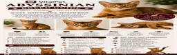 Abyssinian cats for sale: Beautiful Abyssinian Kitten  - Advert 27