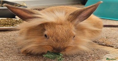 Lionhead rabbits - Advert 9