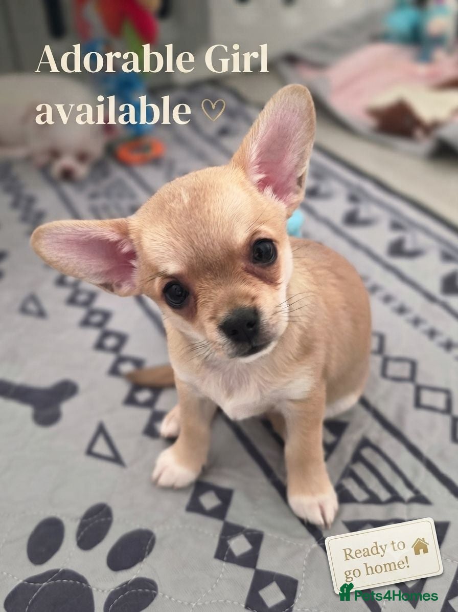 Chihuahua dogs 🐾Chihuahua Girls ready for forever loving homes - Advert 2