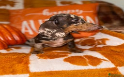 Miniature Dachshund dogs for sale: 🩷💙Stunning KC Mini Dachshund Puppies💙 - Image 12