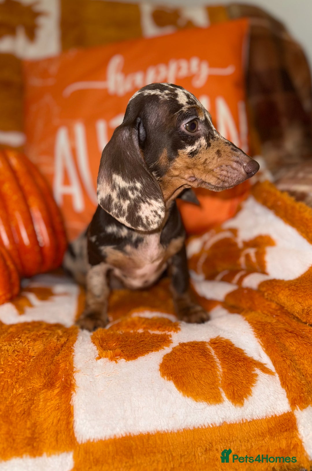 Miniature Dachshund dogs for sale: 🩷💙Stunning KC Mini Dachshund Puppies💙 - Image 12