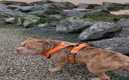 American Bully dogs for stud: Bruce  - Image 4