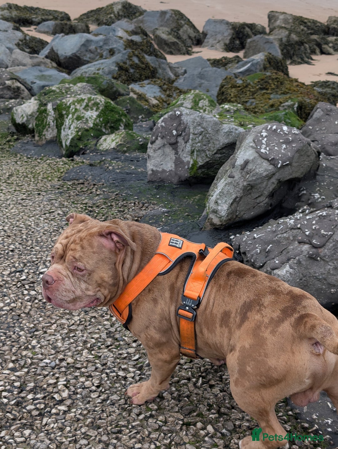 American Bully dogs for stud: Bruce  - Image 4